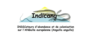 Logo Indicang